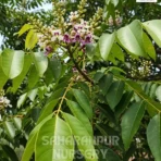 Pongamia Pinnata, Millettia Pinnata, Indian Beech Tree, Pongam Tree, Saharanpur Nursery Wholesale plant supplier, nursery in India, Landscaping company