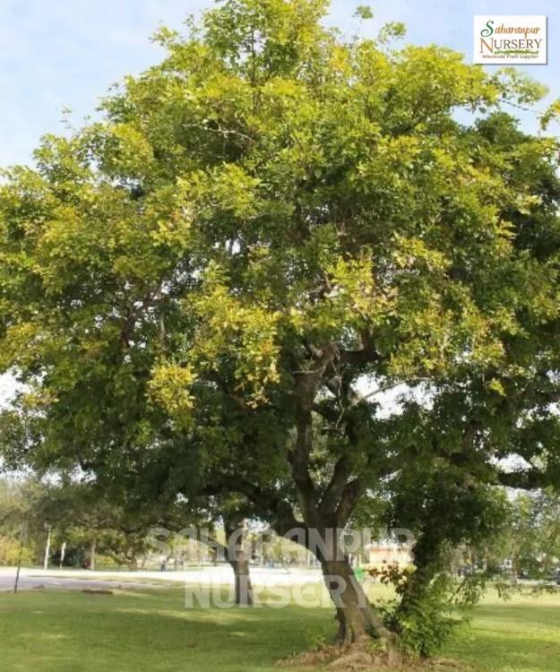 Pongamia Pinnata, Millettia Pinnata, Indian Beech Tree, Pongam Tree, Saharanpur Nursery Wholesale plant supplier, nursery in India, Landscaping company
