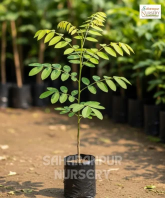 Pongamia Pinnata, Millettia Pinnata, Indian Beech Tree, Pongam Tree, Saharanpur Nursery Wholesale plant supplier, nursery in India, Landscaping company