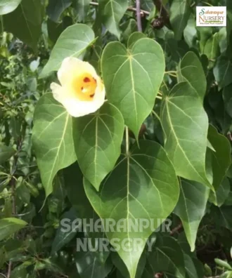 Portia Tree, Thespesia Populnea, Indian Tulip Tree, Paras Peepal Tree, Saharanpur Nursery Wholesale plant supplier, nursery in India, Landscaping company
