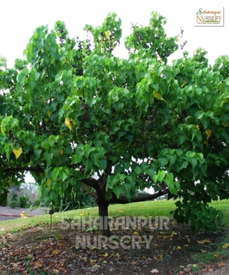 Portia Tree, Thespesia Populnea, Indian Tulip Tree, Paras Peepal Tree, Saharanpur Nursery Wholesale plant supplier, nursery in India, Landscaping company