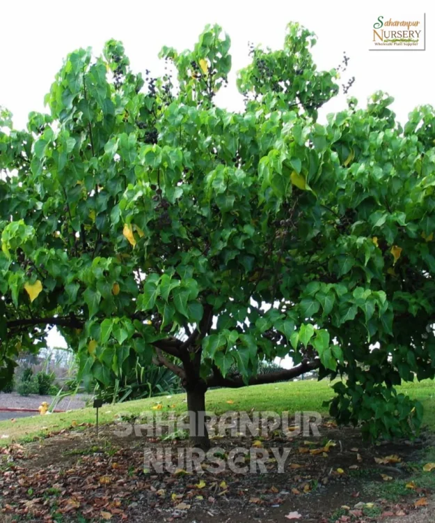 Portia Tree, Thespesia Populnea, Indian Tulip Tree, Paras Peepal Tree, Saharanpur Nursery Wholesale plant supplier, nursery in India, Landscaping company