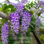 Purple Wreath, Petrea, Sandpaper Vine, Nilmani Lata, Saharanpur Nursery Wholesale plant supplier, nursery in India, Landscaping company