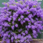 Purple Wreath, Petrea, Sandpaper Vine, Nilmani Lata, Saharanpur Nursery Wholesale plant supplier, nursery in India, Landscaping company
