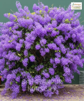 Purple Wreath, Petrea, Sandpaper Vine, Nilmani Lata, Saharanpur Nursery Wholesale plant supplier, nursery in India, Landscaping company
