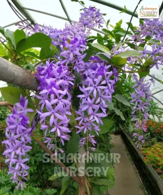 Purple Wreath Purple Wreath, Petrea, Sandpaper Vine, Nilmani Lata, Saharanpur Nursery Wholesale plant supplier, nursery in India, Landscaping company