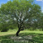 Rain tree, Samanea saman, Albazia Saman Tree, Siris Tree, Monkey Pod Tree, Saharanpur Nursery Wholesale plant supplier, nursery in India, Landscaping company