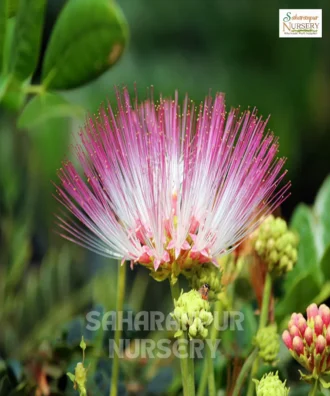 Rain tree, Samanea saman, Albazia Saman Tree, Siris Tree, Monkey Pod Tree, Saharanpur Nursery Wholesale plant supplier, nursery in India, Landscaping company