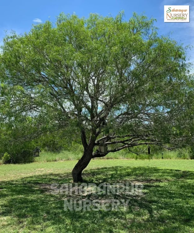 Rain tree, Samanea saman, Albazia Saman Tree, Siris Tree, Monkey Pod Tree, Saharanpur Nursery Wholesale plant supplier, nursery in India, Landscaping company