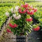 Rangoon Creeper, Combretum Indica, Madhumalti Plant , Saharanpur Nursery Wholesale plant supplier, nursery in India, Landscaping company