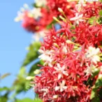 Rangoon Creeper, Combretum Indica, Madhumalti Plant , Saharanpur Nursery Wholesale plant supplier, nursery in India, Landscaping company