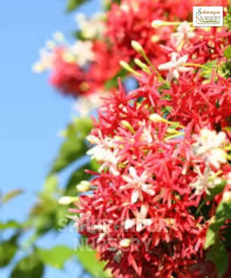 Rangoon Creeper, Combretum Indica, Madhumalti Plant , Saharanpur Nursery Wholesale plant supplier, nursery in India, Landscaping company