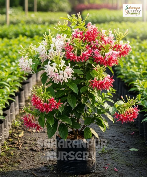 Rangoon Creeper, Combretum Indica, Madhumalti Plant , Saharanpur Nursery Wholesale plant supplier, nursery in India, Landscaping company