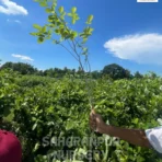 Red Sanders, Pterocarpus Santalinus, Red Sandalwood Tree, Rakta Chandan Tree , Saharanpur Nursery Wholesale plant supplier, nursery in India, Landscaping company