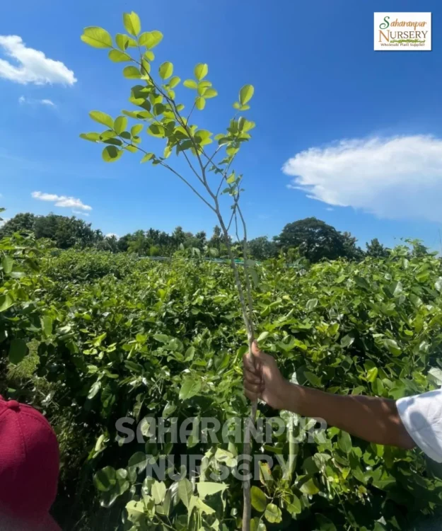 Red Sanders tree Red Sanders, Pterocarpus Santalinus, Red Sandalwood Tree, Rakta Chandan Tree , Saharanpur Nursery Wholesale plant supplier, nursery in India, Landscaping company