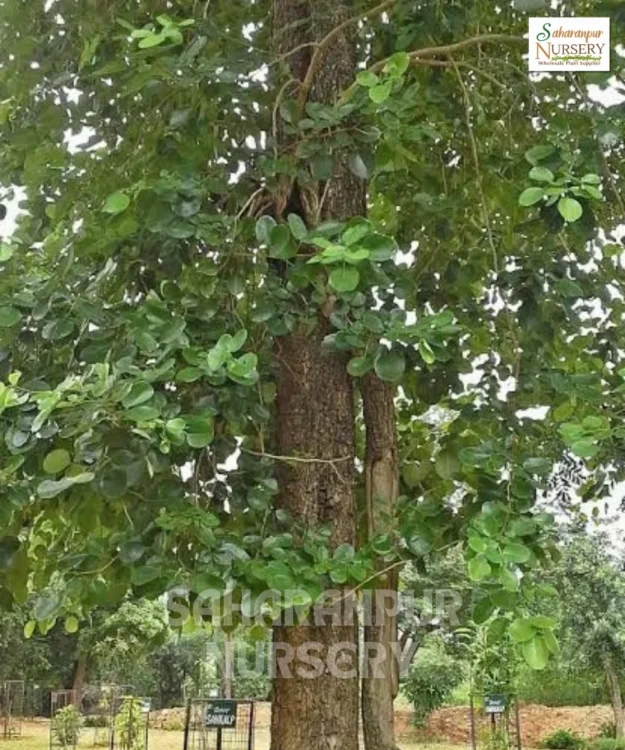 Red Sanders tree Red Sanders, Pterocarpus Santalinus, Red Sandalwood Tree, Rakta Chandan Tree , Saharanpur Nursery Wholesale plant supplier, nursery in India, Landscaping company