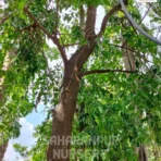 Red Sanders, Pterocarpus Santalinus, Red Sandalwood Tree, Rakta Chandan Tree , Saharanpur Nursery Wholesale plant supplier, nursery in India, Landscaping company