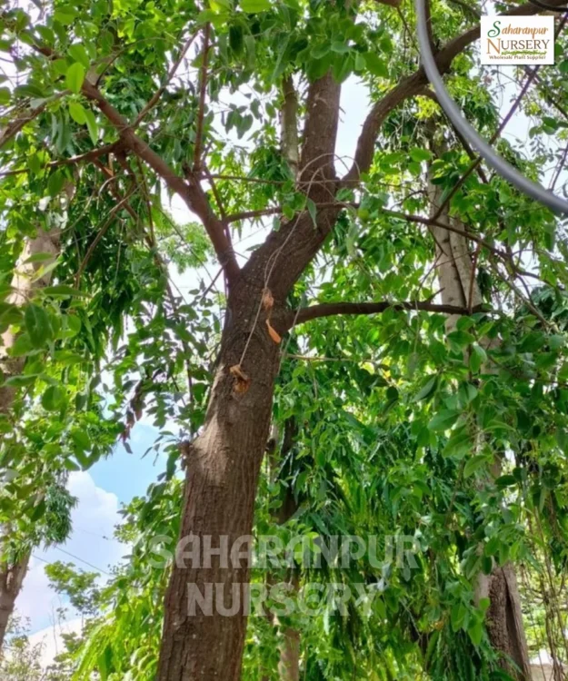 Red Sanders tree Red Sanders, Pterocarpus Santalinus, Red Sandalwood Tree, Rakta Chandan Tree , Saharanpur Nursery Wholesale plant supplier, nursery in India, Landscaping company