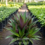 Rhoeo Plant, Tradescantia spathacea, Boat Lily , Oyster Plant, Saharanpur Nursery Wholesale plant supplier, nursery in India, Landscaping company