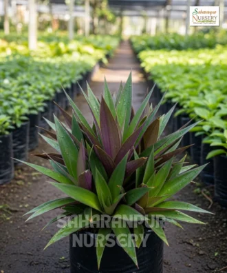 Rhoeo Plant, Tradescantia spathacea, Boat Lily , Oyster Plant, Saharanpur Nursery Wholesale plant supplier, nursery in India, Landscaping company