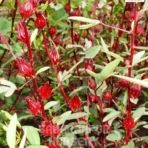 Roselle Plant, Hibiscus sabdariffa, Puli Venda, Rozelle hemp, Saharanpur Nursery Wholesale plant supplier, nursery in India, Landscaping company