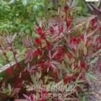 Roselle Plant, Hibiscus sabdariffa, Puli Venda, Rozelle hemp, Saharanpur Nursery Wholesale plant supplier, nursery in India, Landscaping company