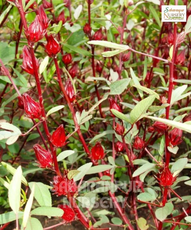 Roselle Plant Roselle Plant, Hibiscus sabdariffa, Puli Venda, Rozelle hemp, Saharanpur Nursery Wholesale plant supplier, nursery in India, Landscaping company