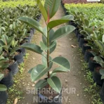 Rubber Plant, Ficus elastica, Rubber Fig , Burgundy Ficus , Saharanpur Nursery Wholesale plant supplier, nursery in India, Landscaping company