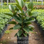 Rubber Plant, Ficus elastica, Rubber Fig , Burgundy Ficus , Saharanpur Nursery Wholesale plant supplier, nursery in India, Landscaping company