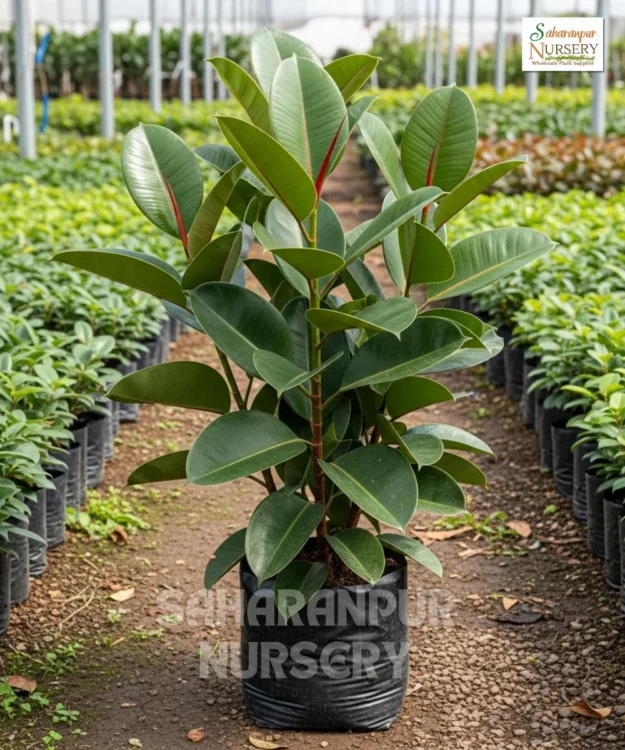Rubber Plant, Ficus elastica, Rubber Fig , Burgundy Ficus , Saharanpur Nursery Wholesale plant supplier, nursery in India, Landscaping company