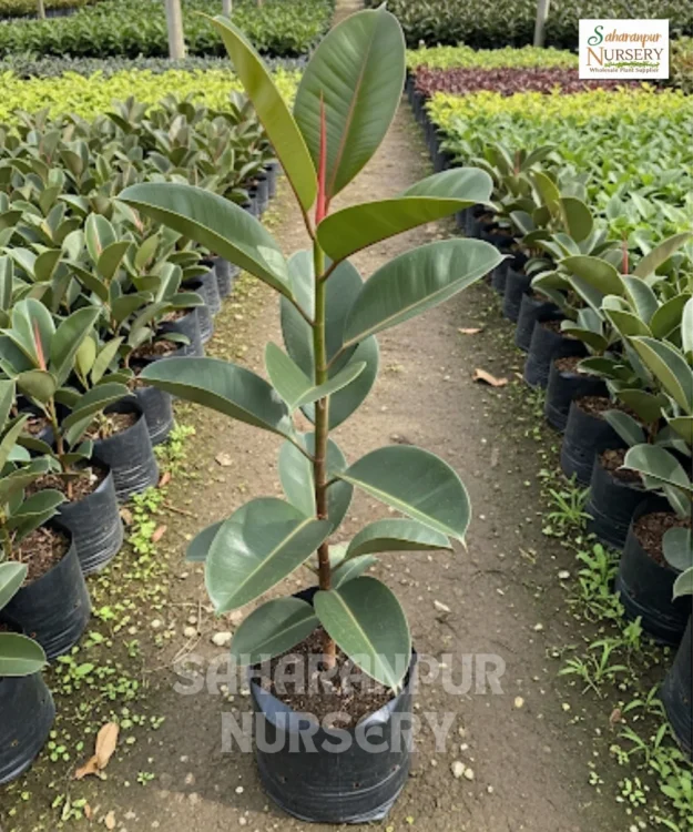 Rubber Plant, Ficus elastica, Rubber Fig , Burgundy Ficus , Saharanpur Nursery Wholesale plant supplier, nursery in India, Landscaping company