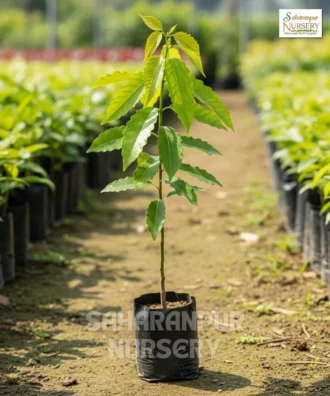 Rudraksha Tree, Elaeocarpus Ganitrus, Utrasum Bead Tree, Saharanpur Nursery Wholesale plant supplier, nursery in India, Landscaping company