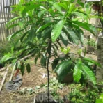 Rudraksha Tree, Elaeocarpus Ganitrus, Utrasum Bead Tree, Saharanpur Nursery Wholesale plant supplier, nursery in India, Landscaping company