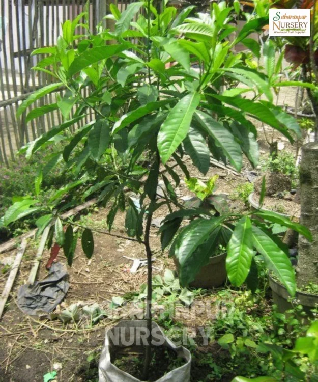 Rudraksha Tree, Elaeocarpus Ganitrus, Utrasum Bead Tree, Saharanpur Nursery Wholesale plant supplier, nursery in India, Landscaping company