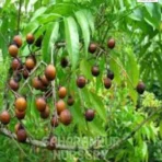 Rudraksha Tree, Elaeocarpus Ganitrus, Utrasum Bead Tree, Saharanpur Nursery Wholesale plant supplier, nursery in India, Landscaping company