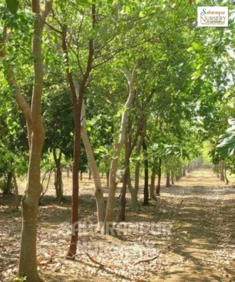 Indian Sandalwood Tree, Santalum Album, Santalum Myrtifolium, Chandan Tree, Ornamental Tree, Landscaping Tree, Saharanpur Nursery Wholesale plant supplier, nursery in India, Landscaping company