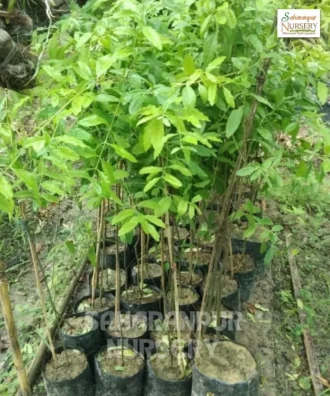 Indian Sandalwood Tree, Santalum Album, Santalum Myrtifolium, Chandan Tree, Ornamental Tree, Landscaping Tree, Saharanpur Nursery Wholesale plant supplier, nursery in India, Landscaping company in India, Plant Exporter in India
