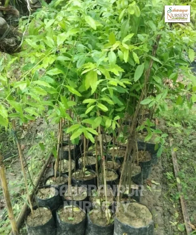 Indian Sandalwood Tree, Santalum Album, Santalum Myrtifolium, Chandan Tree, Ornamental Tree, Landscaping Tree, Saharanpur Nursery Wholesale plant supplier, nursery in India, Landscaping company in India, Plant Exporter in India