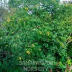 Sapindus , Sapindus Mukorossi, Soapnut Tree, Ritha, Washnut Tree, Saharanpur Nursery Wholesale plant supplier, nursery in India, Landscaping company