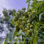 Sapindus , Sapindus Mukorossi, Soapnut Tree, Ritha, Washnut Tree, Saharanpur Nursery Wholesale plant supplier, nursery in India, Landscaping company