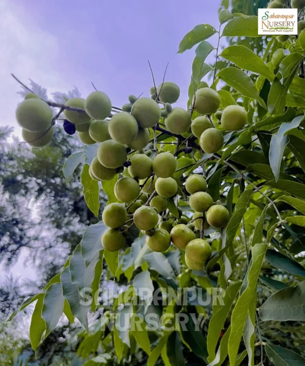 Sapindus , Sapindus Mukorossi, Soapnut Tree, Ritha, Washnut Tree, Saharanpur Nursery Wholesale plant supplier, nursery in India, Landscaping company