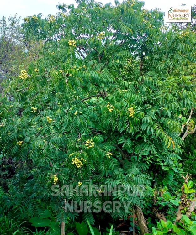 Sapindus , Sapindus Mukorossi, Soapnut Tree, Ritha, Washnut Tree, Saharanpur Nursery Wholesale plant supplier, nursery in India, Landscaping company