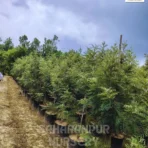 Silver Oak tree, Grevillea Robusta, Southern Silky Oak, Ornamental Tree, Landscaping Tree, Saharanpur Nursery Wholesale plant supplier, nursery in India, Landscaping company