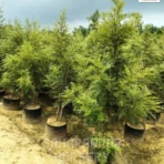 Silver Oak tree, Grevillea Robusta, Southern Silky Oak, Ornamental Tree, Landscaping Tree, Saharanpur Nursery Wholesale plant supplier, nursery in India, Landscaping company