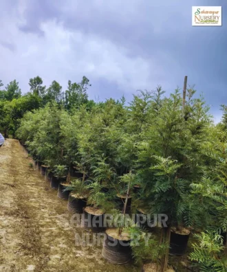 Silver Oak tree, Grevillea Robusta, Southern Silky Oak, Ornamental Tree, Landscaping Tree, Saharanpur Nursery Wholesale plant supplier, nursery in India, Landscaping company