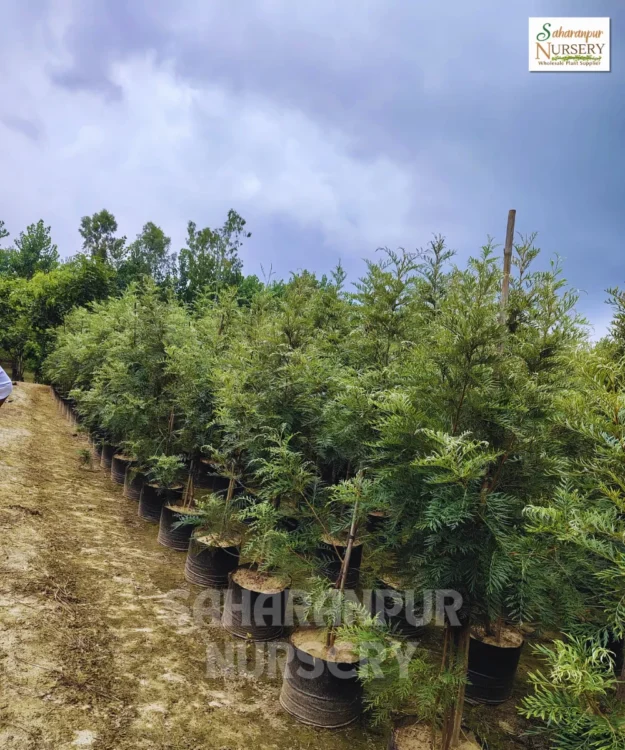 Silver Oak tree, Grevillea Robusta, Southern Silky Oak, Ornamental Tree, Landscaping Tree, Saharanpur Nursery Wholesale plant supplier, nursery in India, Landscaping company