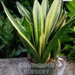 Snake Plant, Dracaena Trifasciata, Saharanpur Nursery Wholesale plant supplier, nursery in India, Landscaping company