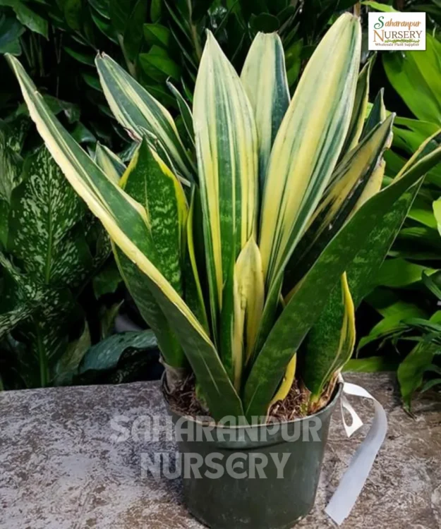 Snake Plant, Dracaena Trifasciata, Saharanpur Nursery Wholesale plant supplier, nursery in India, Landscaping company