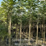 African Tulip Tree, Spathodea Tree, Scarlet Bell Tree, Spathodea Campanulata, Ornamental Tree, Landscaping Tree, Timber Tree, Avenue Tree, Saharanpur Nursery, Wholesale Plant Supplier, Wholesale Plant Nursery, Nursery in India, Landscaping Company in India, Plant Exporter in India