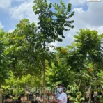 Spathodea Tree, Spathodea Campanulata, African Tulip Tree , Scarlet Bell Tree, Saharanpur Nursery Wholesale plant supplier, nursery in India, Landscaping company